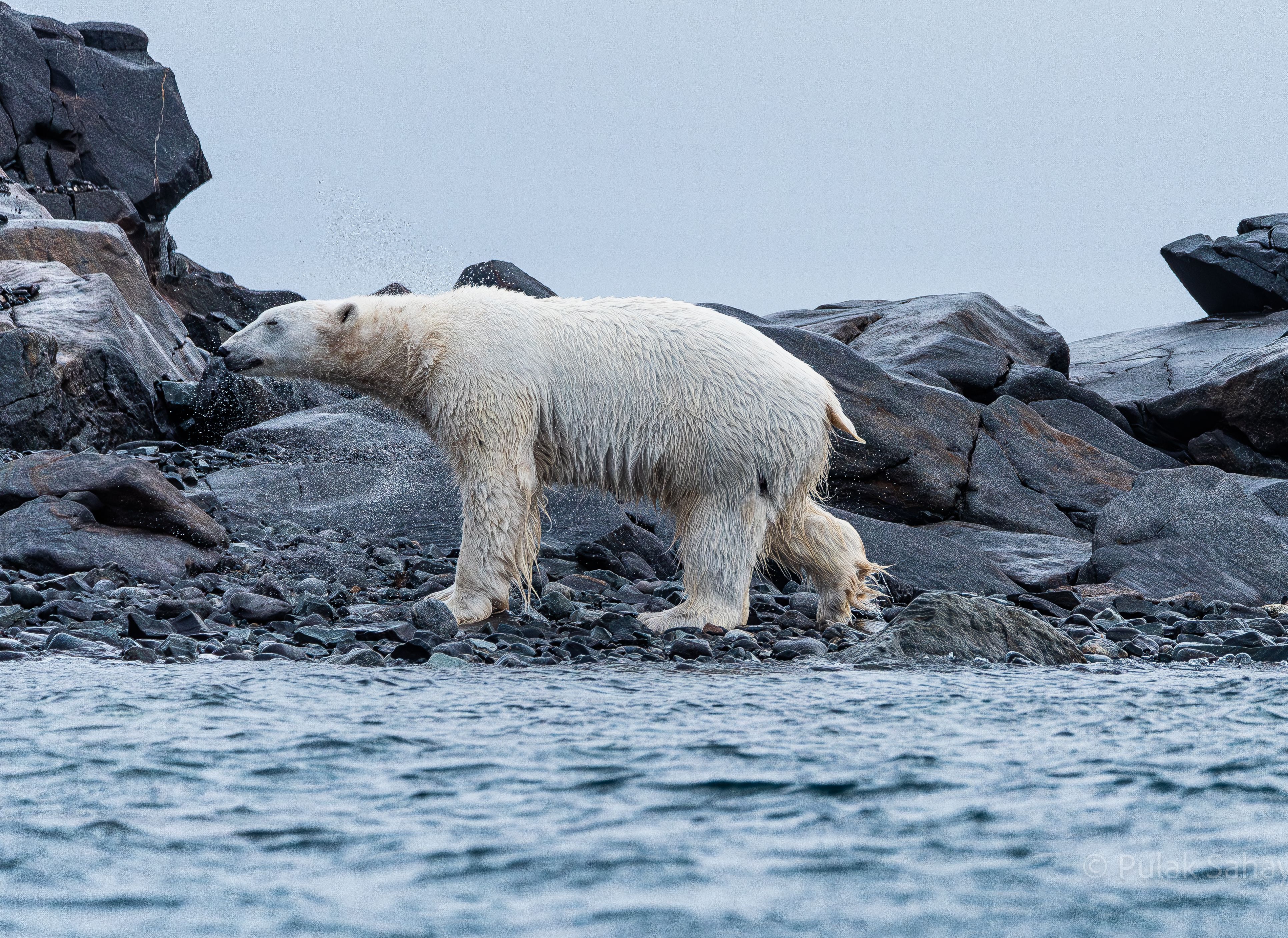 Polar bear shaking off water